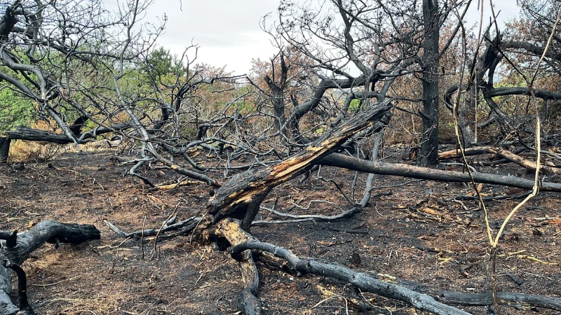 Action for Climate and Environment Newburgh-29